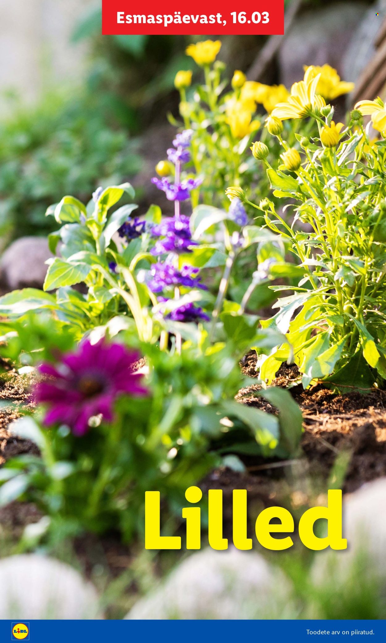 Lidl kliendileht - Aiakataloog