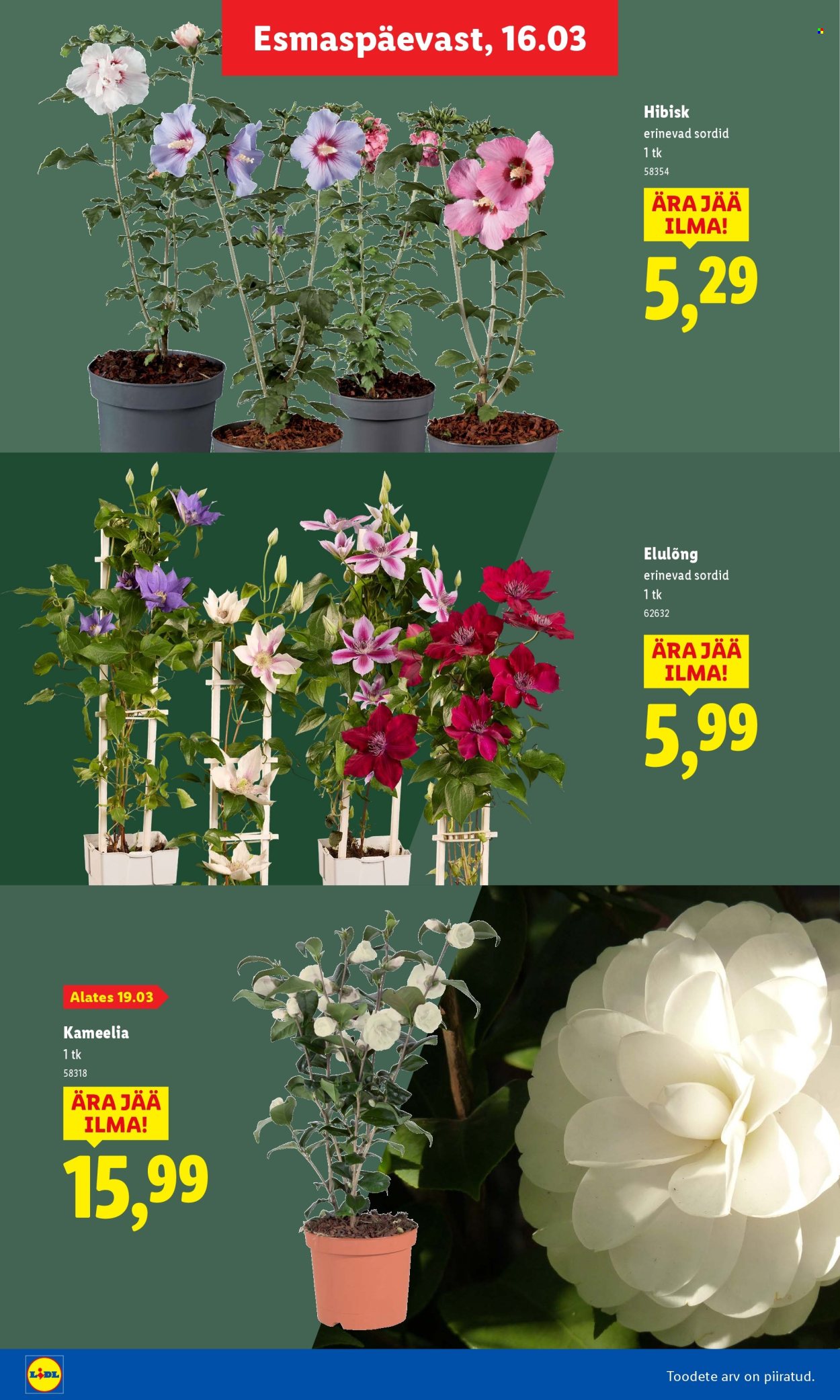 Lidl kliendileht - Aiakataloog